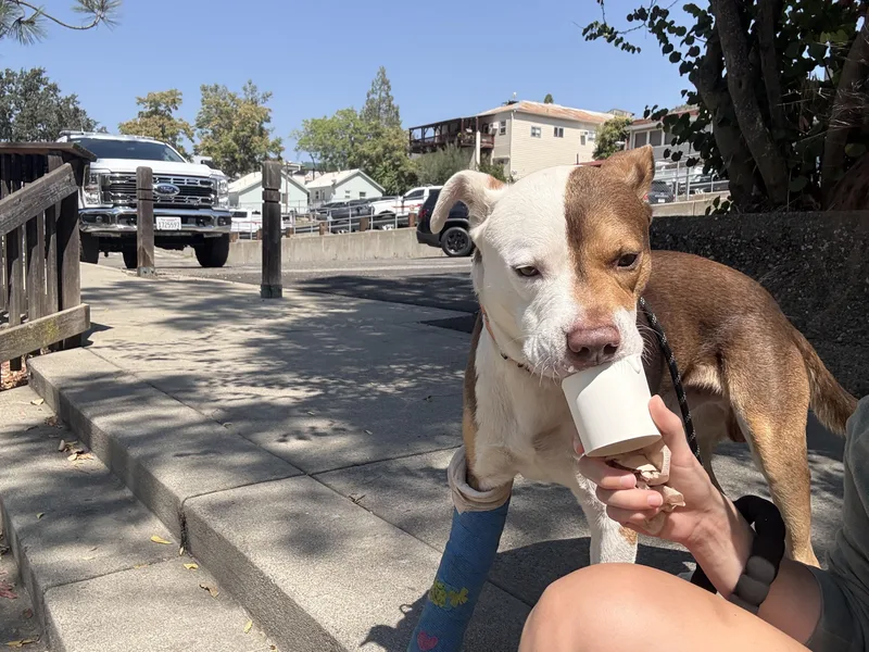 An adult large-sized male Pit Bull Terrier dog named Phoenix for adoption in Tracy, CA