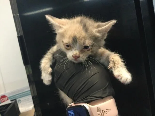 A baby small-sized female Domestic Short Hair cat named Rose for adoption in Thousand Palms, CA