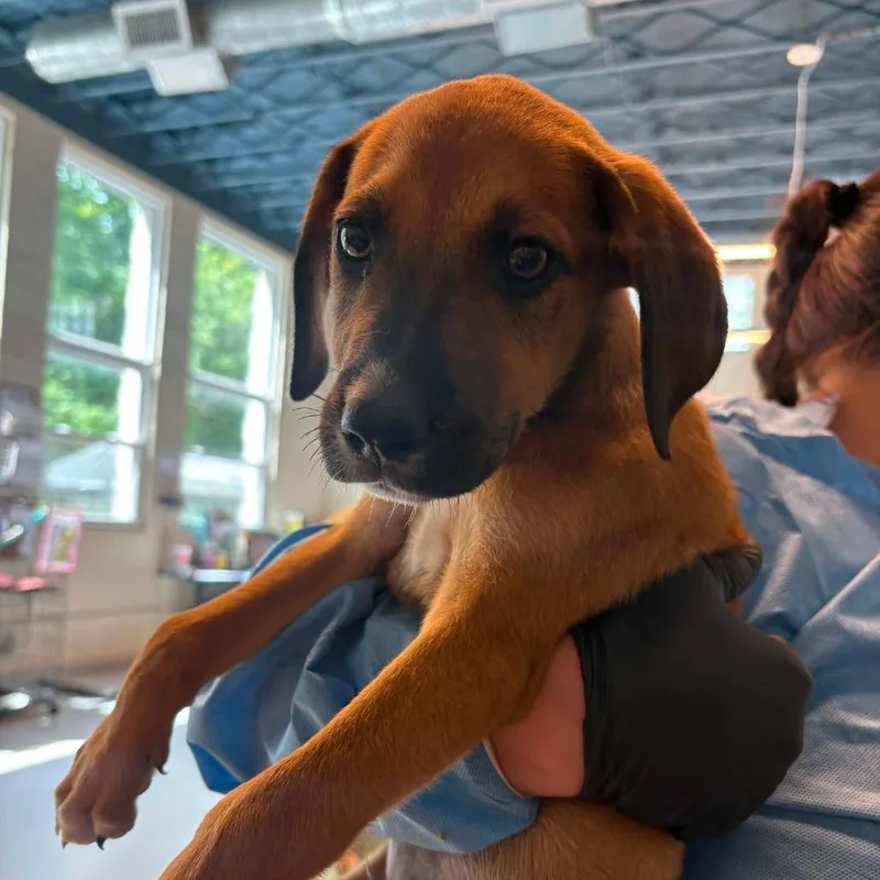 A baby small-sized male Brown / Chocolate Mixed Breed dog named Lewis for adoption in Huntington, WV