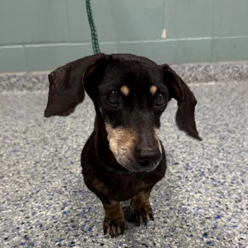 A senior small-sized female Black Dachshund dog named Serendipuppy for adoption in Greenville, SC