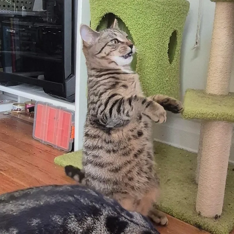 A young small-sized male Domestic Short Hair cat named Basil for adoption in New York, NY