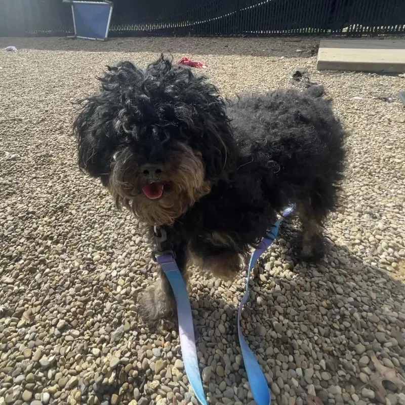 A young small-sized male Black Mixed Breed dog named Raisin for adoption in Pittsburgh, PA