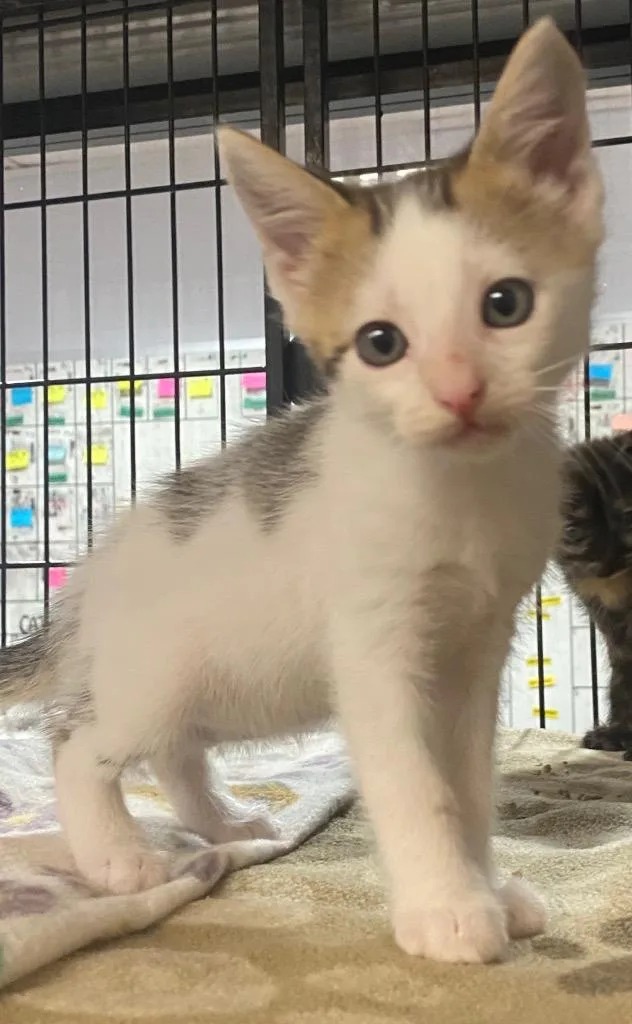 A baby small-sized female Domestic Short Hair cat named Skittles for adoption in Lockhart, TX