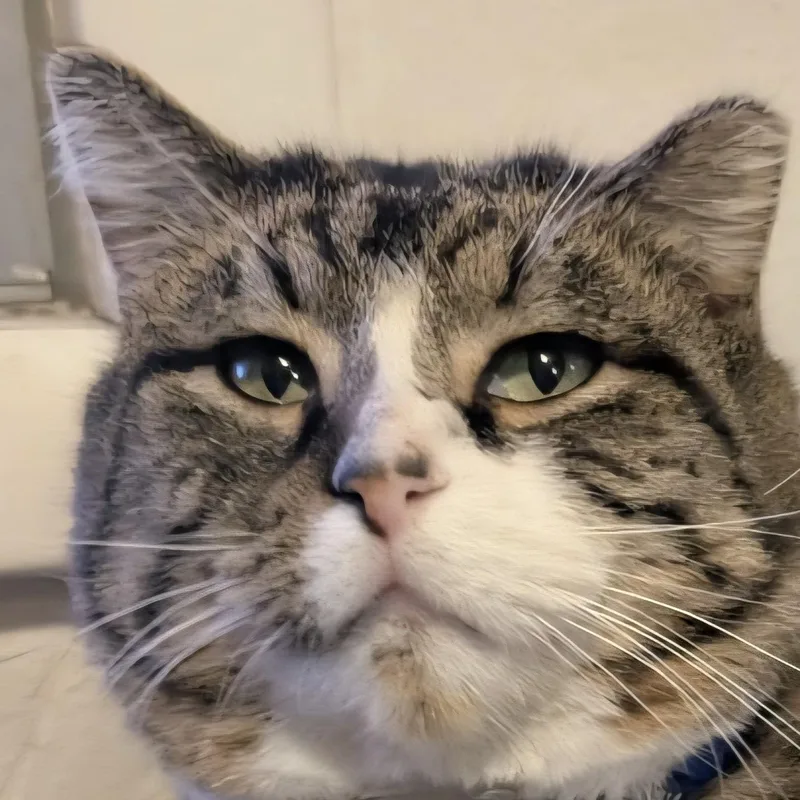 Snickers thumbnail 2