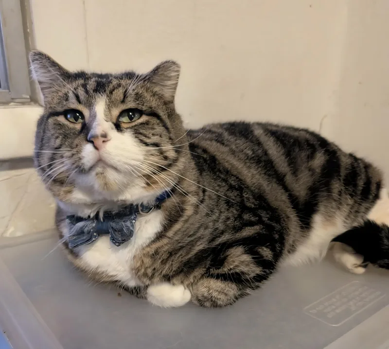 Snickers thumbnail 3