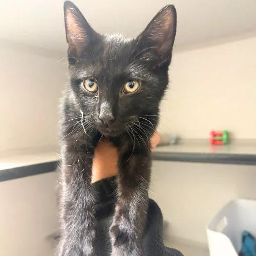 A baby small-sized male Domestic Short Hair cat named Yesterday for adoption in Aurora, CO