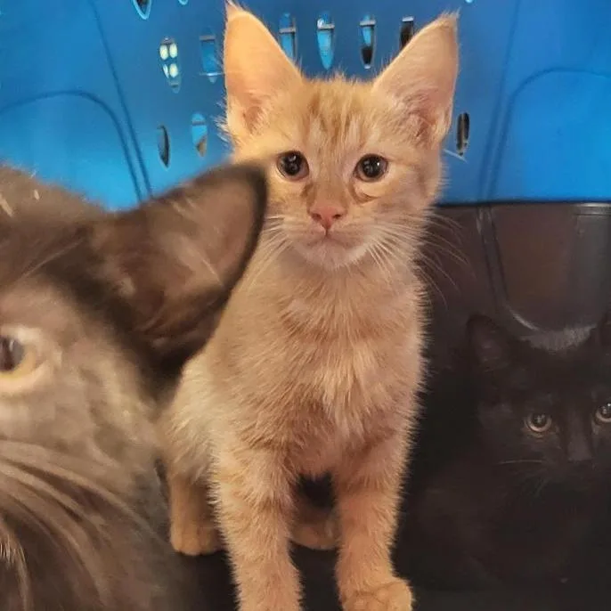 A baby small-sized male Orange / Red Domestic Short Hair cat named Whiskey Nfsaw for adoption in New York, NY