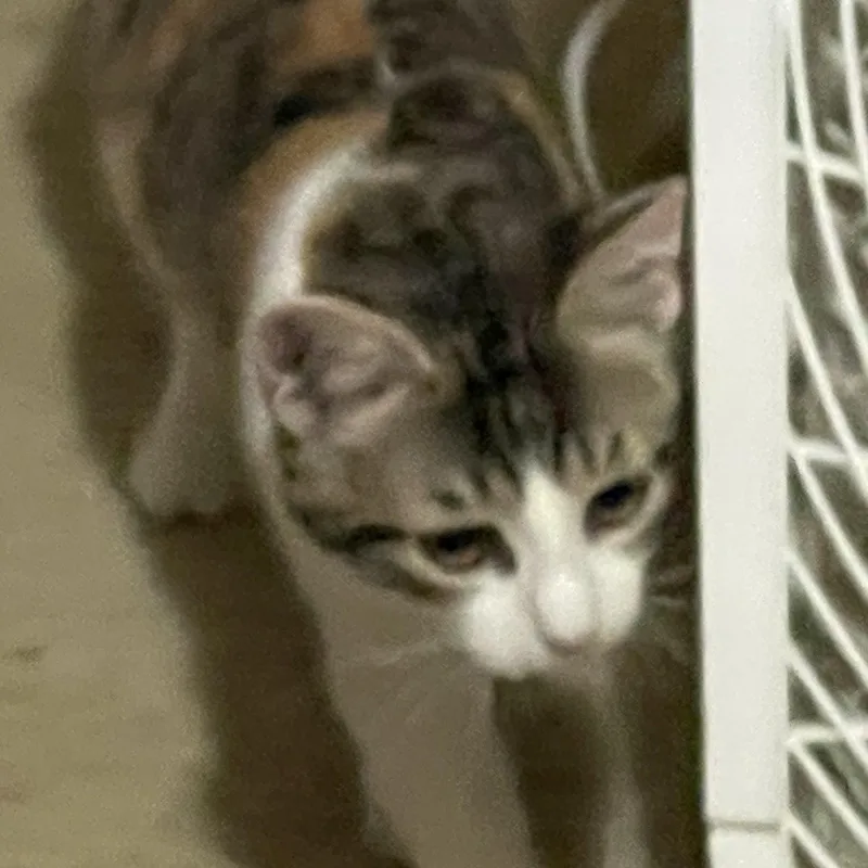 A baby small-sized female Calico Domestic Short Hair cat named Lara for adoption in Liverpool, TX