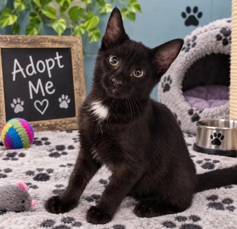 A young medium-sized male Black Domestic Short Hair cat named Tazerface for adoption in Lincoln, IL