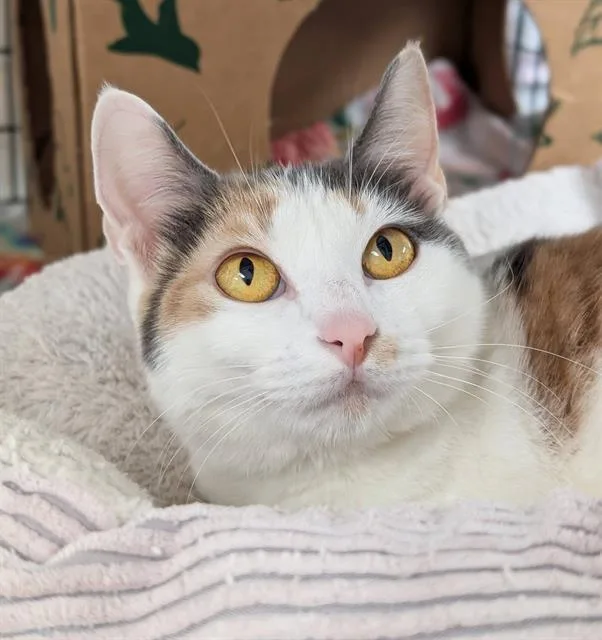 A young medium-sized female Domestic Short Hair cat named Cinnamon for adoption in Canfield, OH