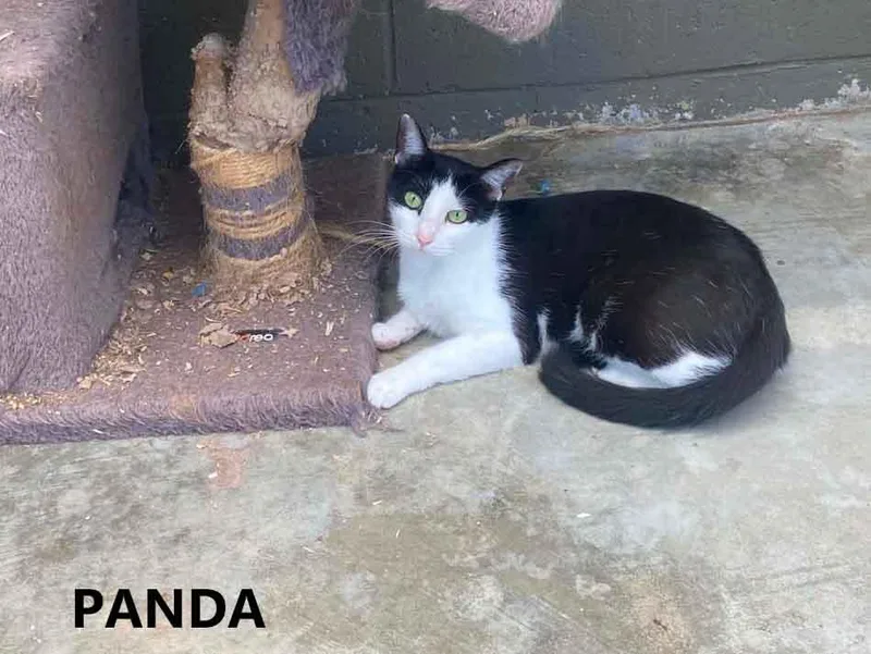 Panda