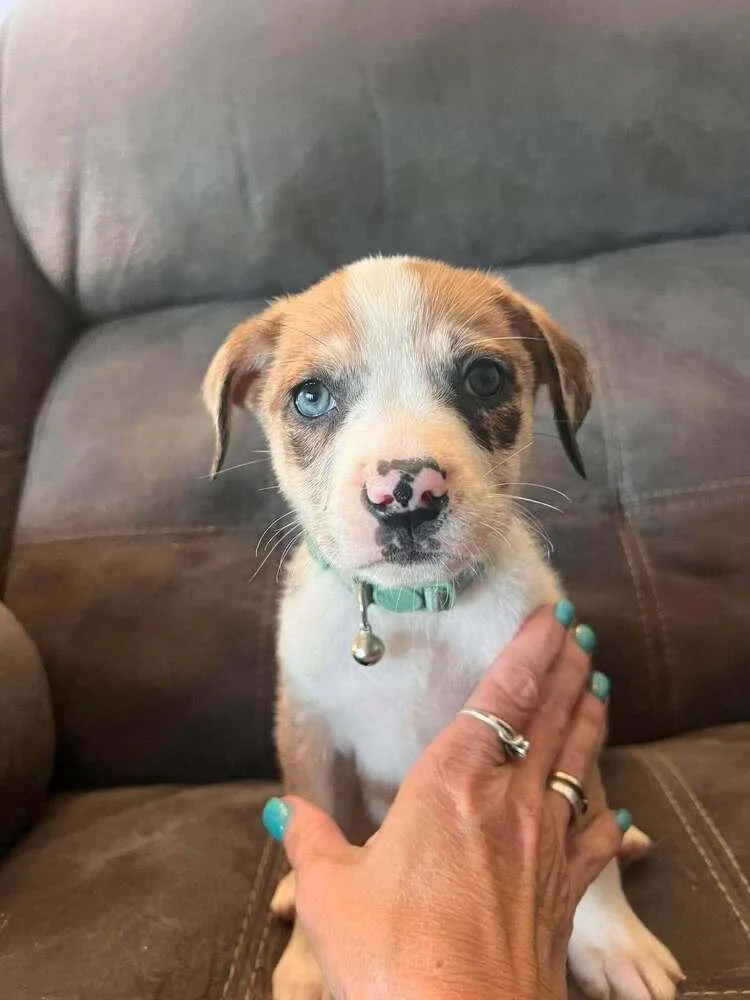 A baby medium-sized female Catahoula Leopard Dog dog named Ella for adoption in Peoria, IL