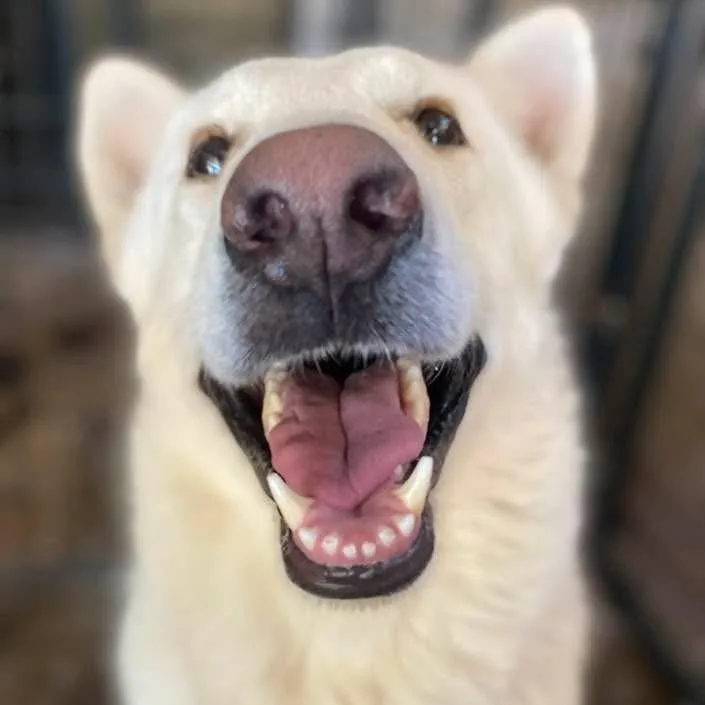 An adult large-sized male White / Cream German Shepherd Dog dog named Ludwig Pc for adoption in Goliad, TX
