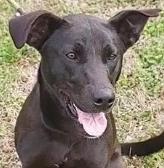 A young medium-sized female Labrador Retriever dog named Ellie for adoption in Carrollton, GA
