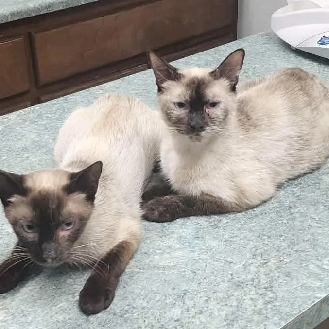 A young medium-sized female Seal Point Siamese cat named Sophy for adoption in Mira Loma, CA
