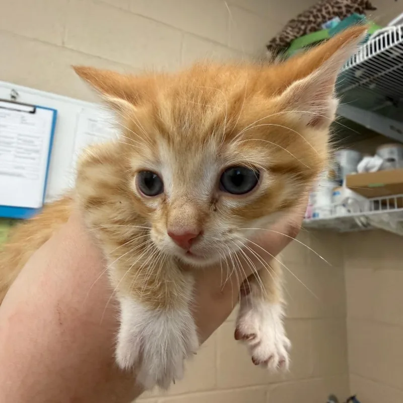 A baby small-sized female Orange / Red Domestic Short Hair cat named Jill for adoption in Troy, VA