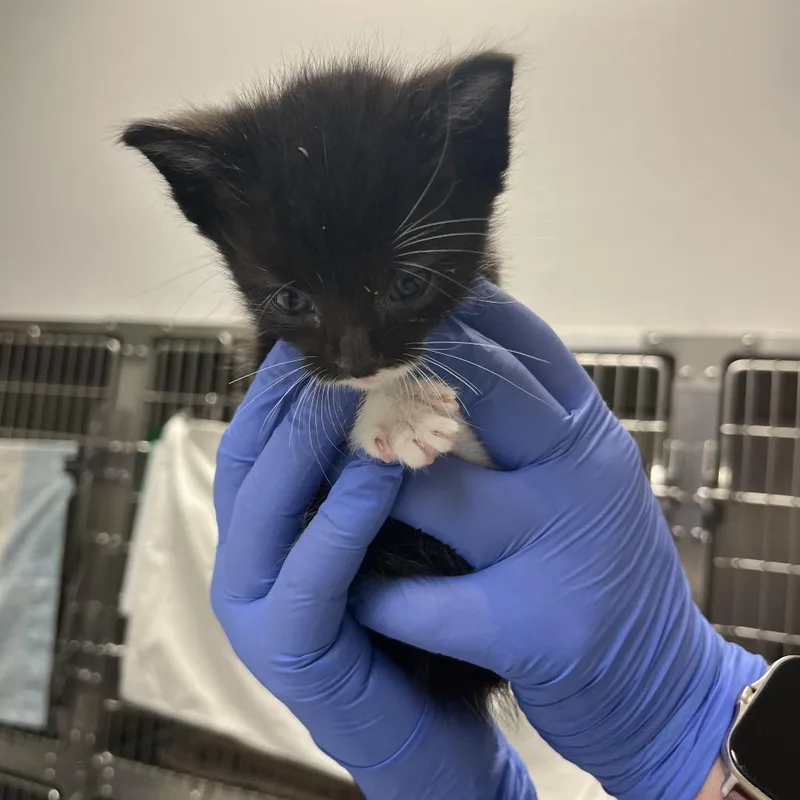 A baby small-sized female Black Domestic Short Hair cat named Spinach for adoption in Charlottesville, VA