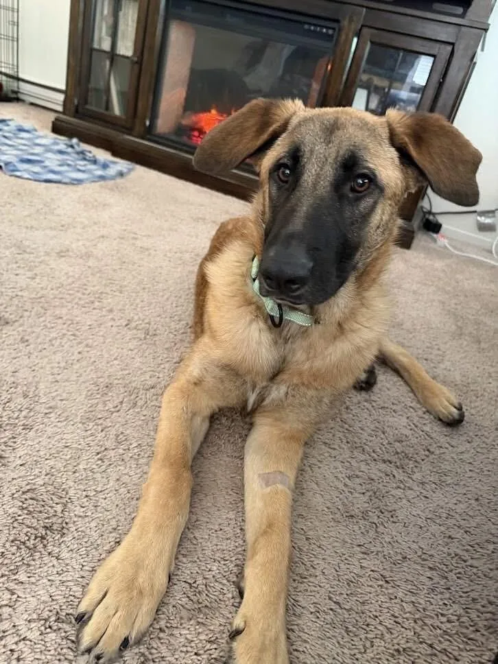 An adult large-sized male Black German Shepherd Dog dog named Keegan for adoption in North Bend, WA