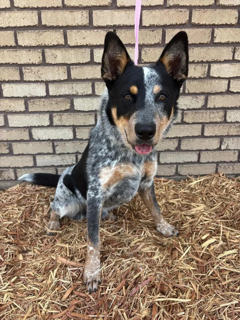 Remi