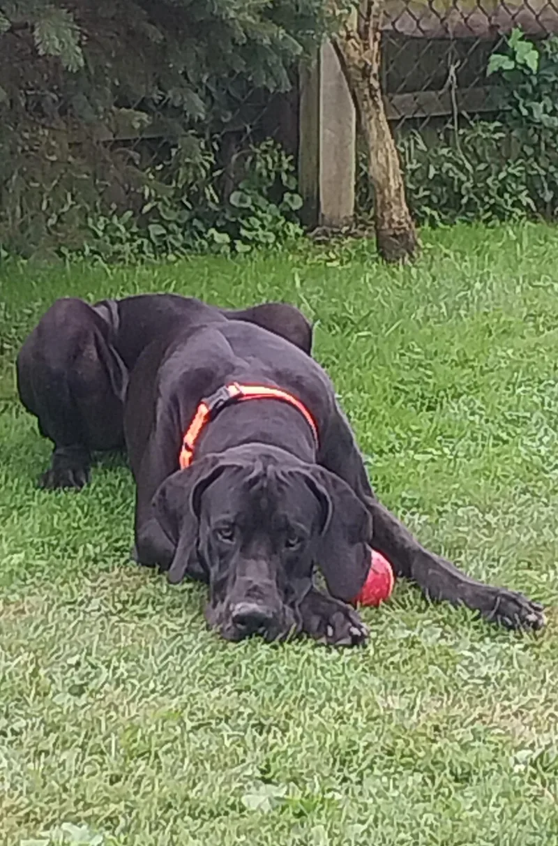 An adult extra large-sized male Great Dane dog named Theo for adoption in Louisville, OH