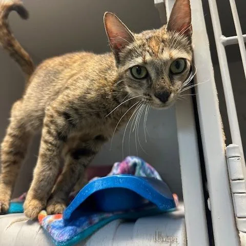 An adult medium-sized female Torbie Domestic Short Hair cat named Judy Beth for adoption in Enterprise, AL