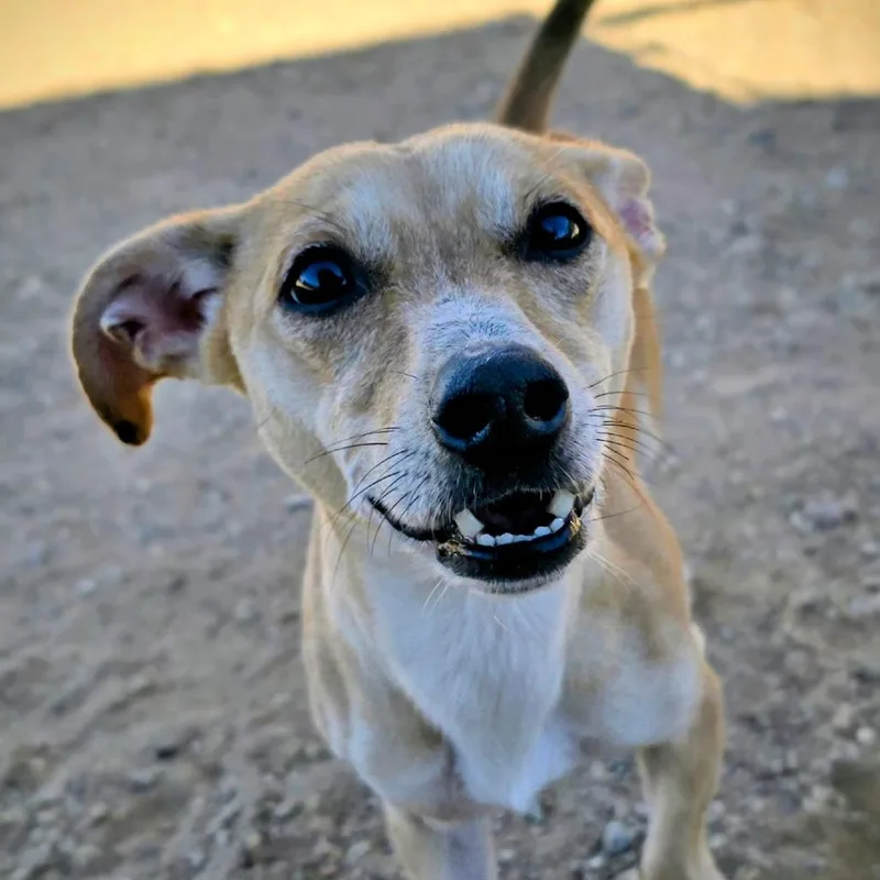 An adult small-sized male Yellow / Tan / Blond / Fawn Mixed Breed dog named Mosely for adoption in Wickenburg, AZ