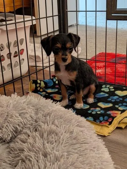 Tiny Lovesponge thumbnail 2