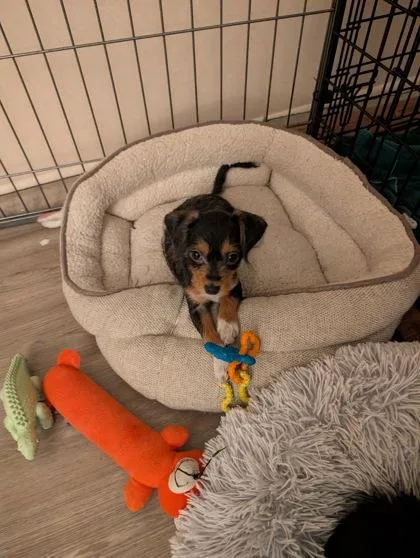 Tiny Lovesponge thumbnail 3