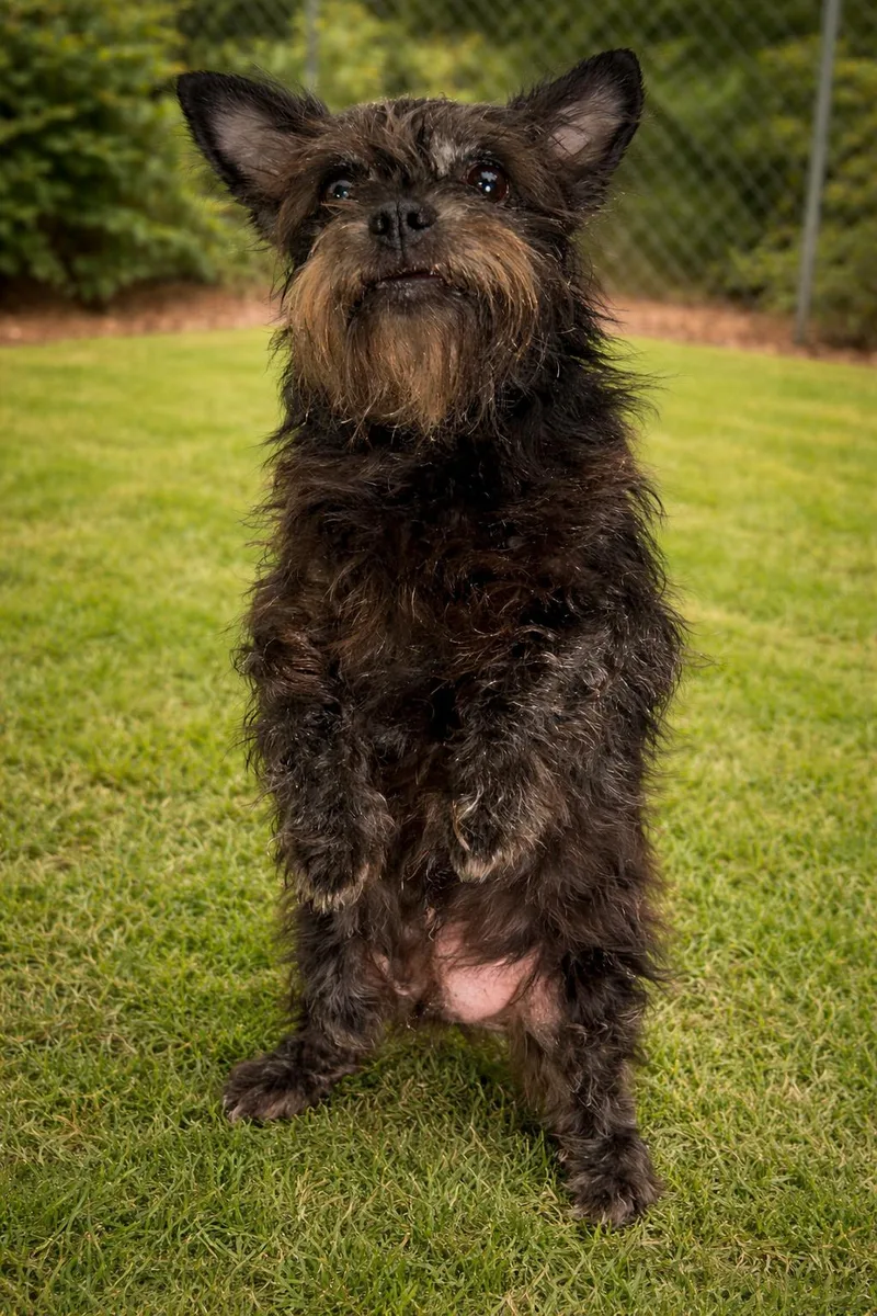 A senior small-sized male Brussels Griffon dog named Nitro for adoption in Sistersville, WV