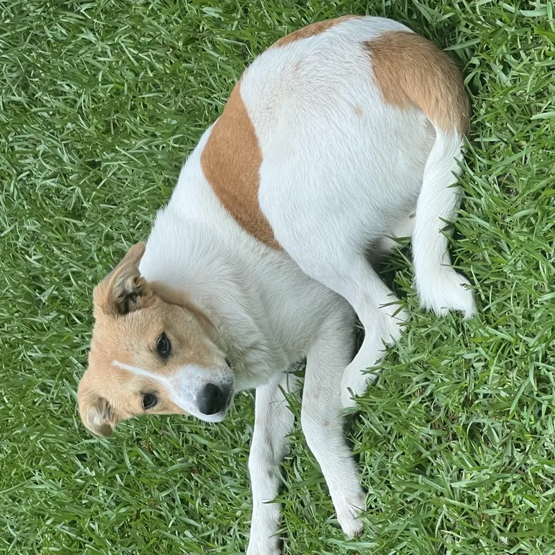 Peaches thumbnail 2