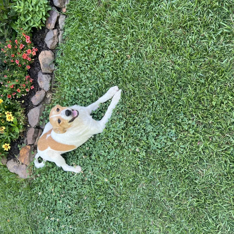 Peaches thumbnail 5