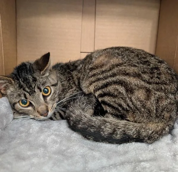 An adult small-sized male Domestic Short Hair cat named Patches for adoption in Oceanside, CA