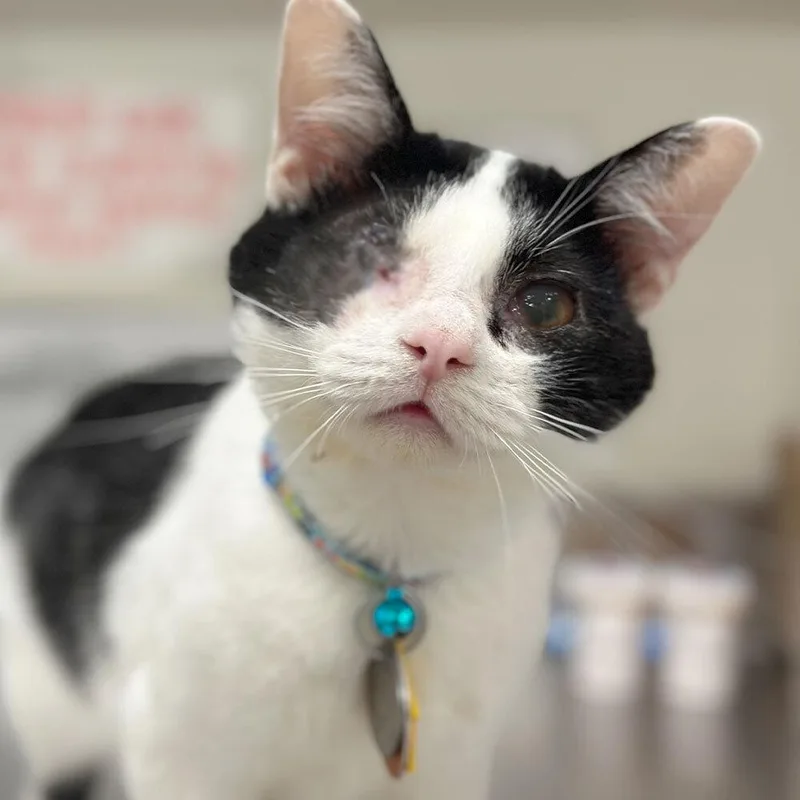 A young small-sized male Black & White / Tuxedo Domestic Short Hair cat named Murray for adoption in Port Washington, NY