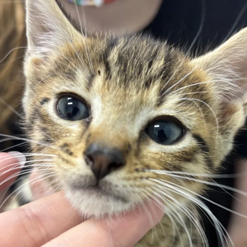 A baby small-sized male Domestic Short Hair cat named Soba for adoption in Franklin, NC
