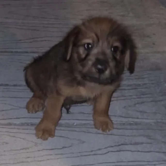A baby small-sized male Brown / Chocolate Mixed Breed dog named Milo for adoption in Baton Rouge, LA