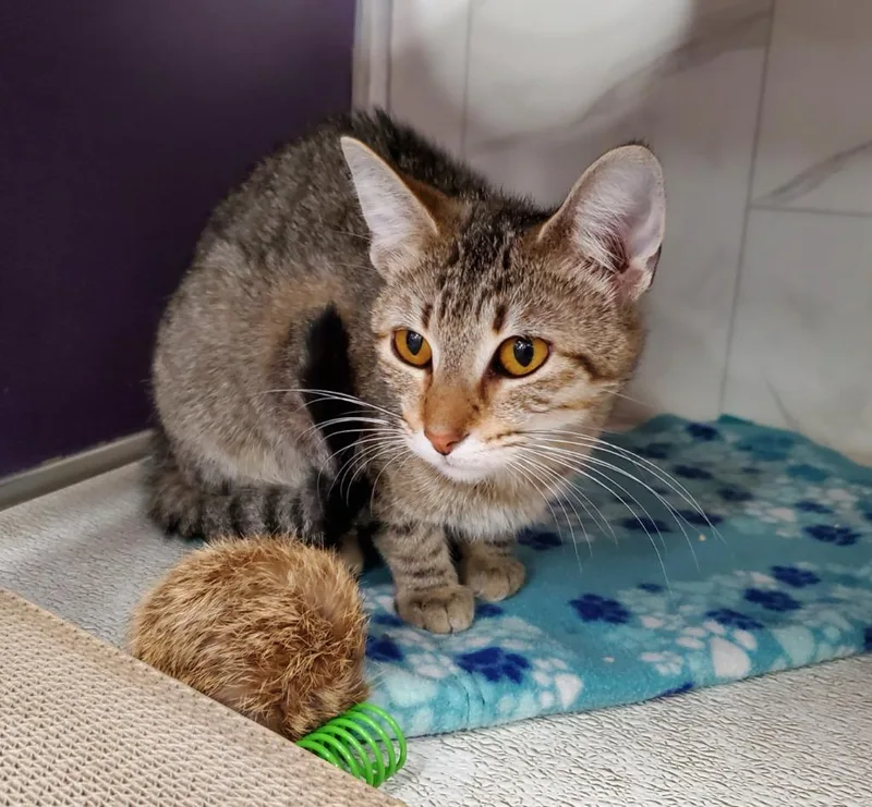 A young medium-sized female Domestic Short Hair cat named Luna Quinn for adoption in Rockford, IL