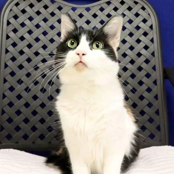 An adult medium-sized female Domestic Short Hair cat named Darla for adoption in Midland, TX