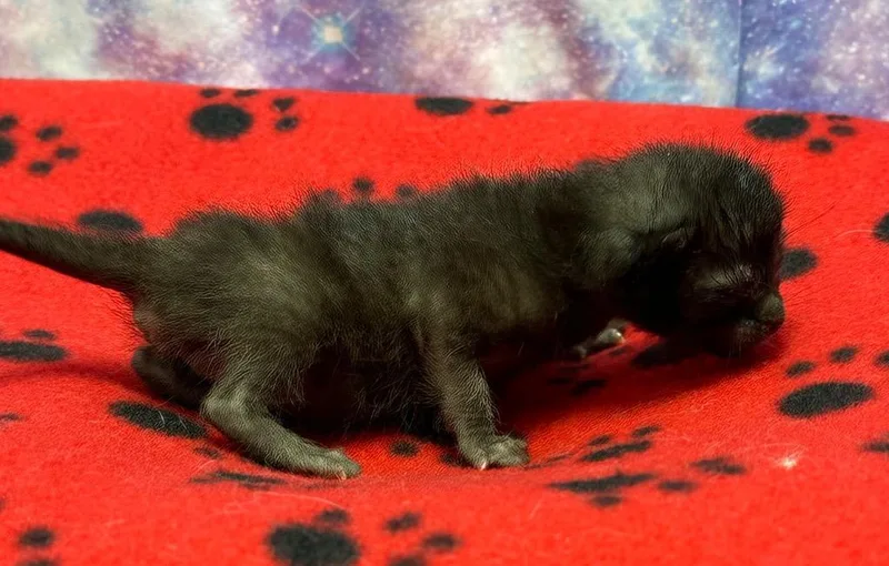 A baby small-sized female Domestic Short Hair cat named Vali for adoption in Washington Court House, OH