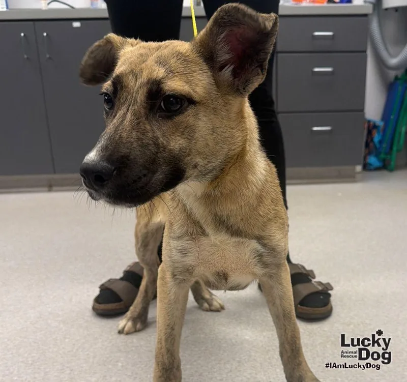 A baby medium-sized female Shepherd dog named Peaches for adoption in Washington, DC