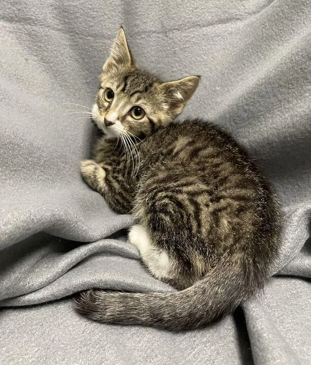 A baby small-sized male Domestic Short Hair cat named Scar for adoption in Jackson, MI