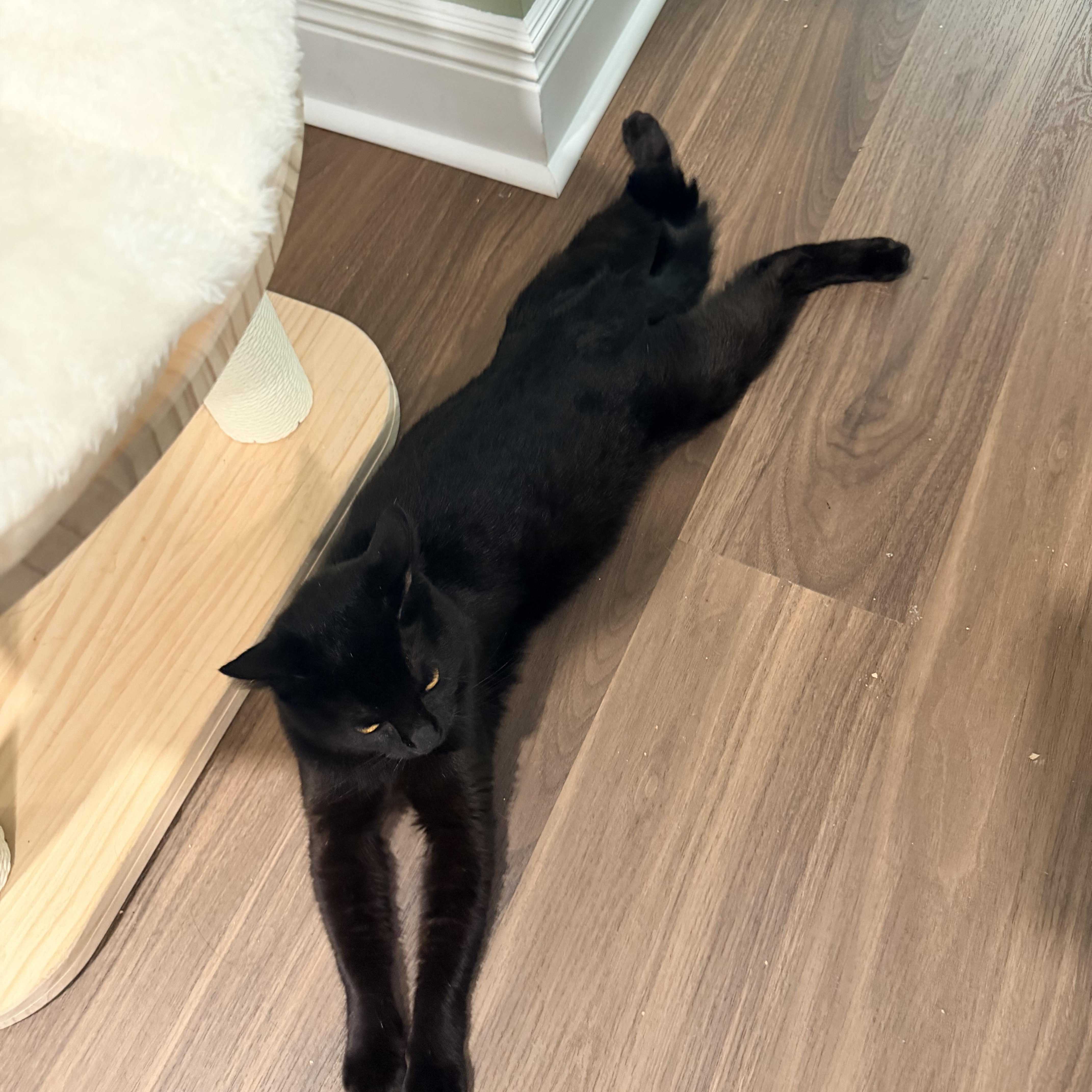 An adult medium-sized male Black Domestic Short Hair cat named Bernie for adoption in Bellmawr, NJ