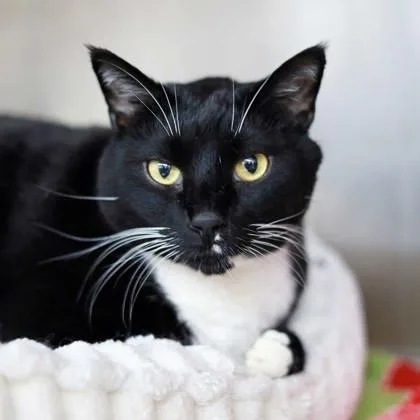 An adult small-sized male Black Domestic Short Hair cat named Roscoe for adoption in Atlanta, GA