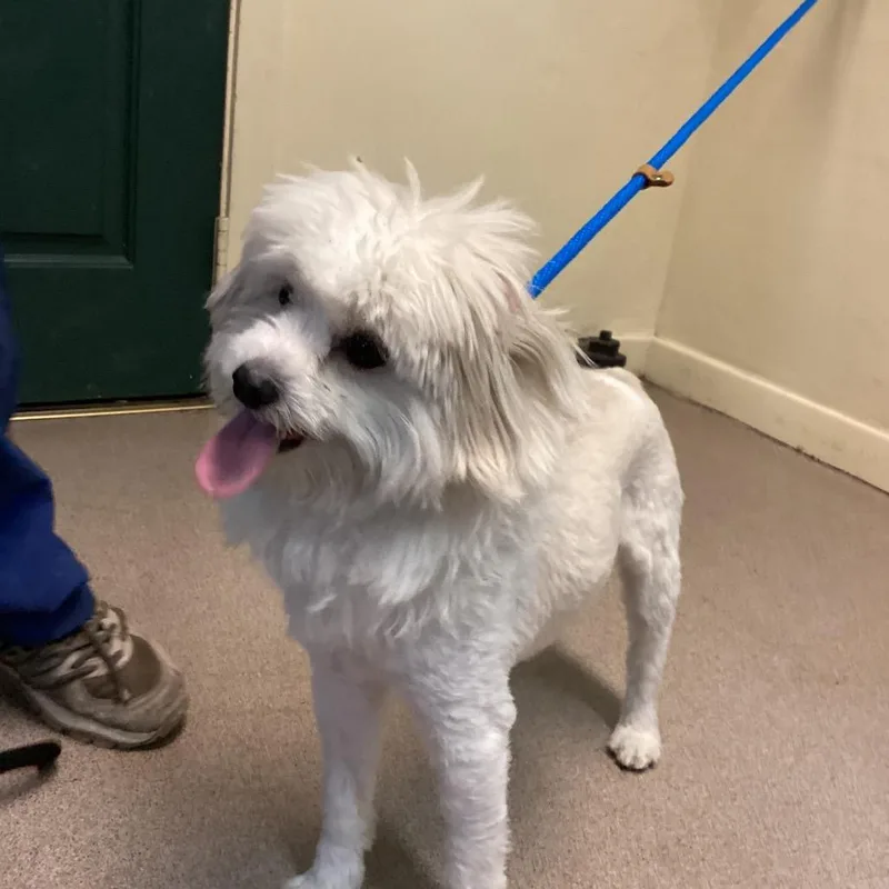 An adult small-sized male White / Cream Maltese dog named Mickey for adoption in Pasadena, CA