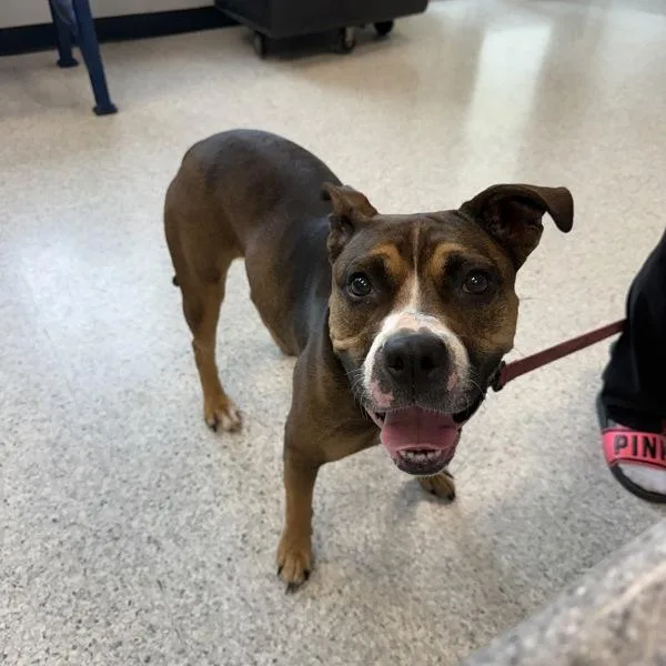 An adult medium-sized female American Staffordshire Terrier dog named Effie for adoption in Des Moines, IA