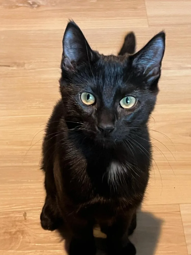 Midnight thumbnail 2