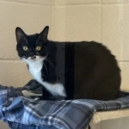Luna Cat