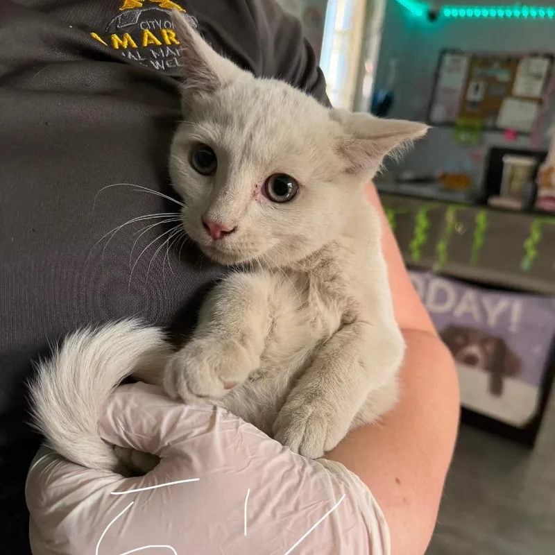 A baby small-sized female White Domestic Short Hair cat named Cylinder for adoption in Amarillo, TX