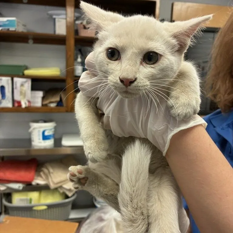 Cylinder thumbnail 2