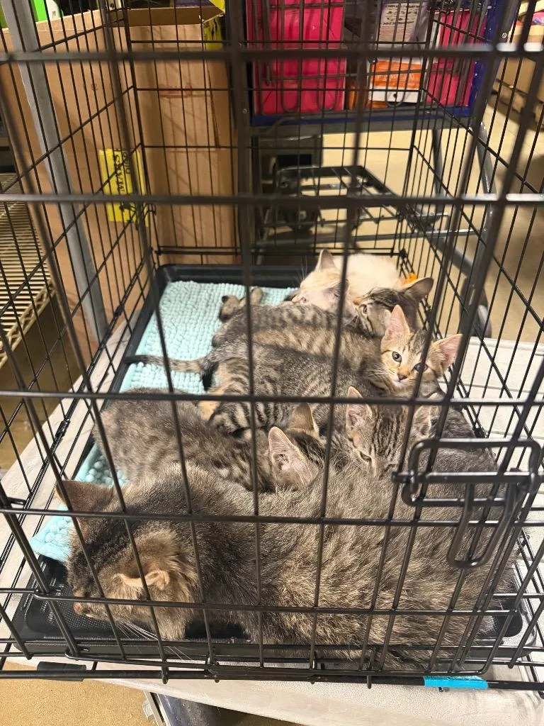 A baby large-sized female Domestic Short Hair cat named Rachel for adoption in warrenville, SC