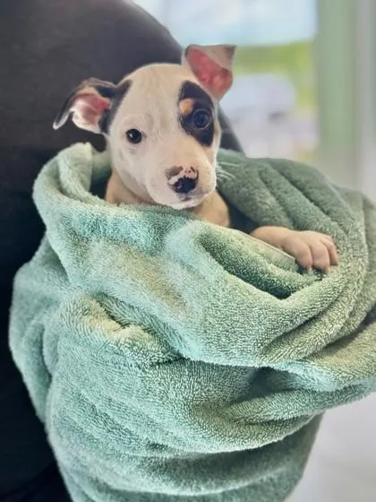 A baby small-sized male Terrier dog named Spotty for adoption in Honolulu, HI